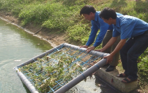 Tháng thanh niên của ĐOÀN công ty Cao su Phước Hòa:  Phát huy tinh thần xung kích tình nguyện của đoàn viên