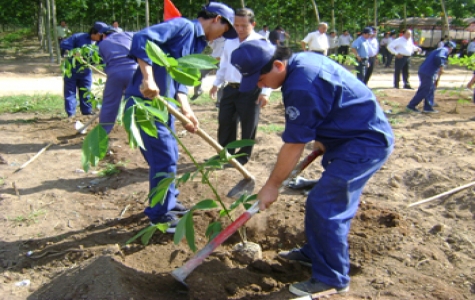 Công ty TNHH Một thành viên Cao su Dầu Tiếng: Trồng mới - tái canh trên 1.600 ha cao su