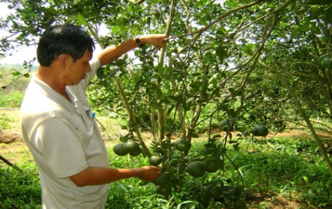 Ngành nông nghiệp - phát triển nông thôn Bình Dương: Hiệu quả thiết thực từ những phong trào thi đua