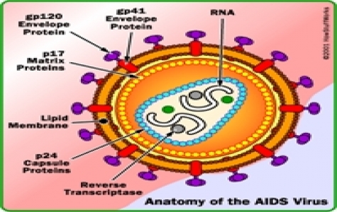 Có thể điều chế vaccine ngừa HIV