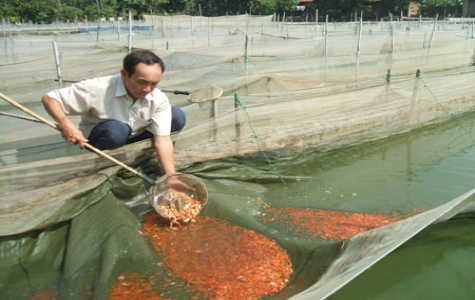 Quy hoạch phát triển nông - lâm - ngư nghiệp Bình Dương:Hướng đến một nền sản xuất hiện đại