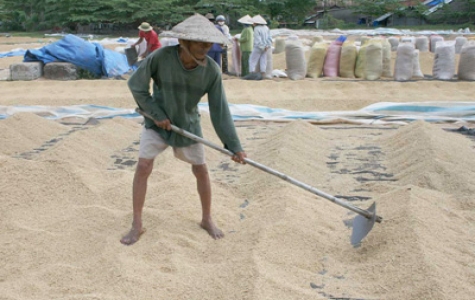 Tiêu thụ lúa ở ĐBSCL: Thương lái thờ ơ, nông dân lo lắng