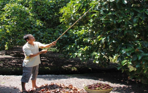 Cải tạo vườn cây ăn trái đặc sản ở Thuận An: Những hiệu quả bước đầu