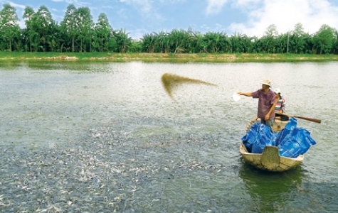 Nhiều tiêu chuẩn “bao vây” cá tra