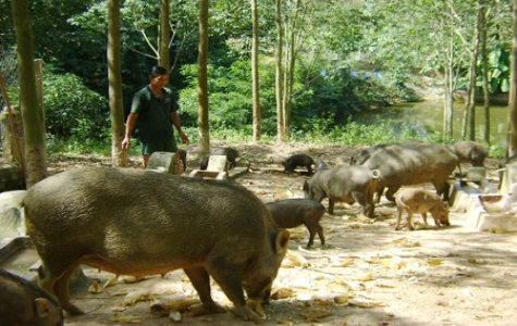 Loạn... heo rừng lai!