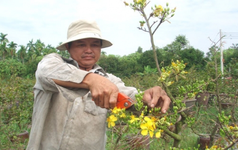 Nông dân yên tâm với mai Tết Tân Mão