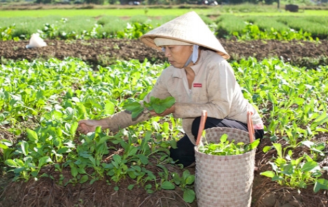 Rau, củ, quả vào mùa cao điểm