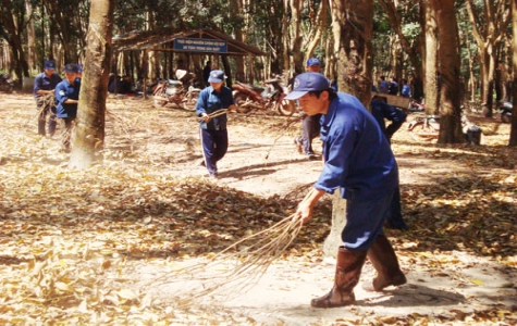 Công ty TNHH MTV Cao su Dầu Tiếng : Đẩy mạnh công tác phòng cháy vườn cây