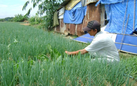 Người trồng rau an toàn: Đầu xuôi mà đuôi chưa lọt!