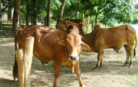 Chương trình phát triển đàn trâu, bò: Cần thay đổi tập quán chăn nuôi nhỏ, lẻ của nông dân!