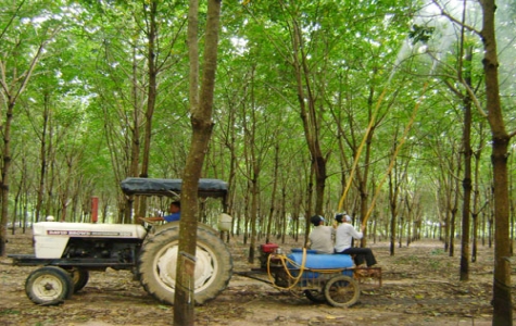 Đầu mùa khai thác mủ cao su: Cảnh giác với bệnh nấm vườn cây!