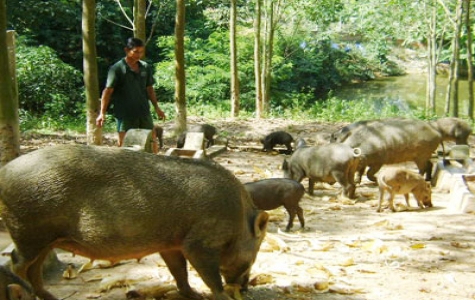 Kinh tế trang trại Phú Giáo: Phát triển chiều sâu, sản xuất hàng hóa