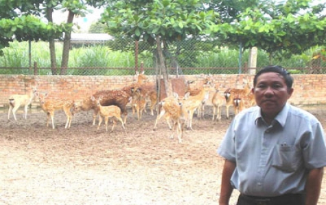 Nuôi hươu, nai lấy nhung cho thu nhập cao