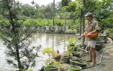 Hiệu quả từ mô hình nuôi cá tai tượng