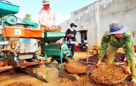 Vụ nguy cơ mất thương hiệu cà phê Buôn Ma Thuột: Sai một li đi... ngàn dặm