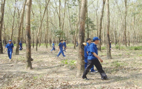 Công TY TNHH MTV Cao su Dầu Tiếng: Sản xuất - kinh doanh gắn với bảo đảm quốc phòng - an ninh