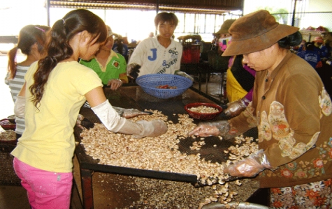 Chế biến nông, lâm, thủy sản: Thiếu liên kết với người sản xuất