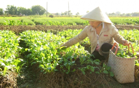 Miễn, giảm thuế sử dụng đất nông nghiệp: “Gánh” bớt khó khăn cho nông dân!