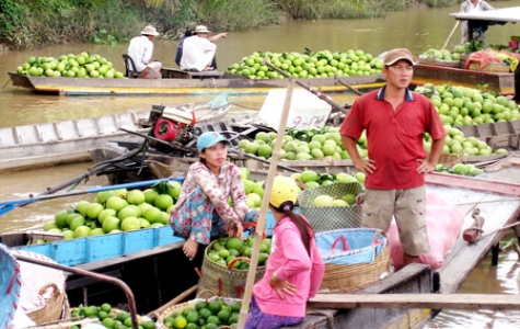 Tiêu thụ nông sản - Vẫn qua kênh thương lái