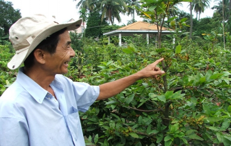 Làng mai Vĩnh Phú... thất thu