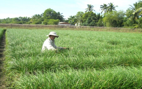 Nông dân Phường Hiệp An (TX.TDM): Gian nan mùa kiệu tết!