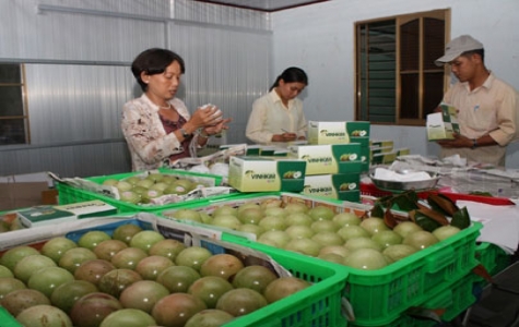 Rau, quả Việt Nam:  Tiềm năng chưa được khai thác hết