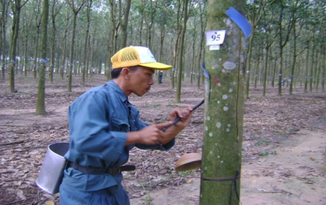 Thêm một mùa khai thác mủ cao su bội thu