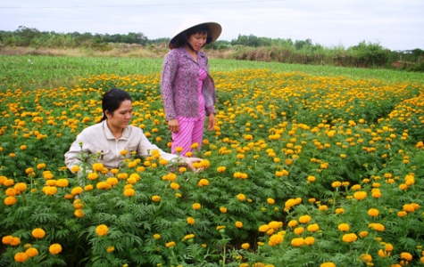 Sắc xuân bên làng nghề trồng hoa vạn thọ