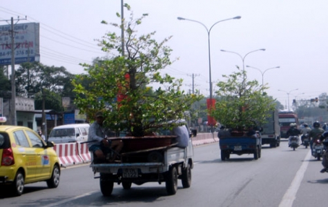 Một mùa mai tết không thành công