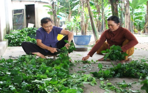 Câu lạc bộ “Nông dân với pháp luật”:  Mỗi hội viên đã trở thành một tuyên truyền viên