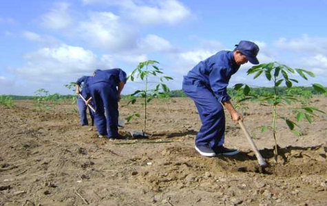 Thanh lý vườn cao su: Cần tính toán kỹ lợi và hại