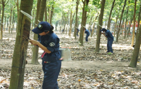 Ra quân thu hoạch mủ và tổ chức hội thi thợ giỏi năm 2012