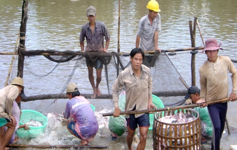 Sớm tháo gỡ khó khăn cho ngành chế biến cá tra