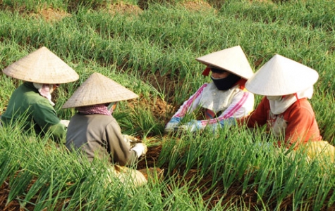 Mô hình sản xuất rau an toàn: Những tín hiệu lạc quan