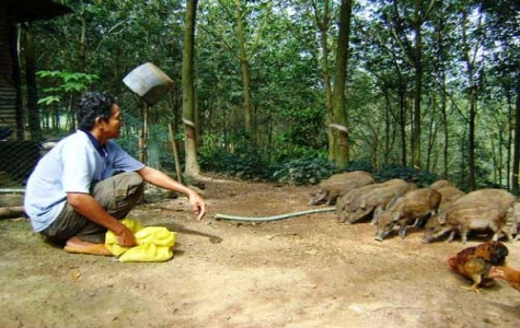 Đầu ra cho nông sản: Nỗi lo thường trực của nông dân