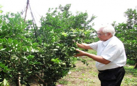 Trở thành chủ trang trại tiêu biểu từ cây quýt