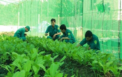 Lực lượng dân quân thường trực xã Thường Tân (Tân Uyên): Phát huy hiệu quả mô hình tăng gia sản xuất tại chỗ