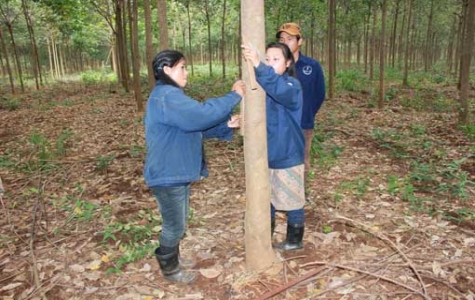 “Vàng trắng” trên miền đất hứa