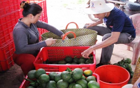 Nông nghiệp ứng dụng kỹ thuật cao: Xuất hiện nhiều mô hình hay, hiệu quả