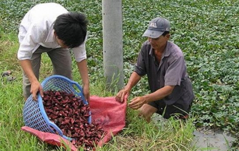 Nhớ mùa ấu ngày mưa lũ