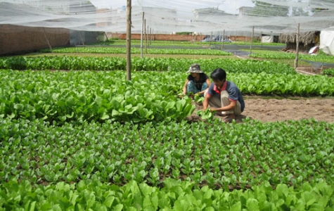 Chủ tịch Hội Nông dân Bình Dương Nguyễn Hoàng Vinh: Các cấp hội không ngừng đổi mới nội dung, phương thức hoạt động