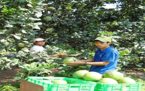 Trang trại cây ăn trái đặc sản: Hiệu quả cao nhờ ứng dụng khoa học kỹ thuật