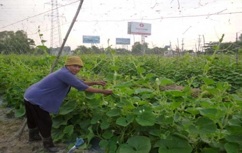 Trồng rau sạch cho thu nhập cao