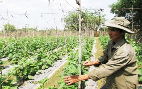 CLB sản xuất rau an toàn Phường An Thạnh: Những hiệu quả bước đầu