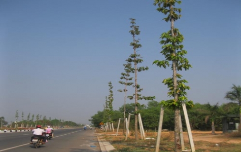 Đề án cải tạo và quản lý cây xanh đô thị Thủ Dầu Một:  Vì một đô thị xanh