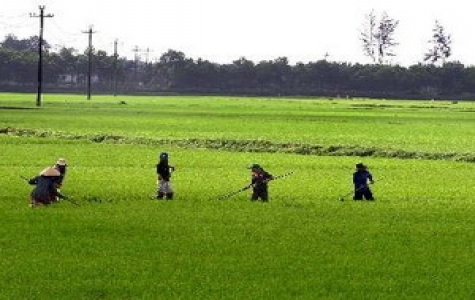 Trời nắng đẹp trên cả nước trong 2 ngày cuối tuần