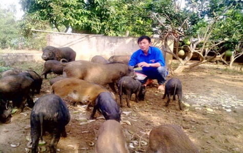 Thanh niên nông thôn: Làm giàu trên chính quê hương mình