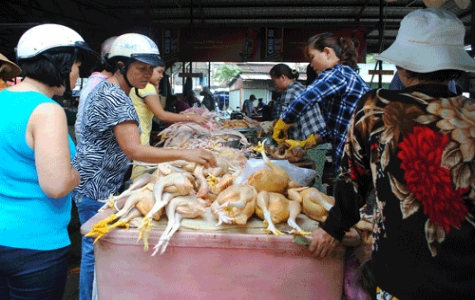 Trước nguy cơ dịch cúm A/H5N1 bùng phát: Giá thịt gà vẫn tăng!