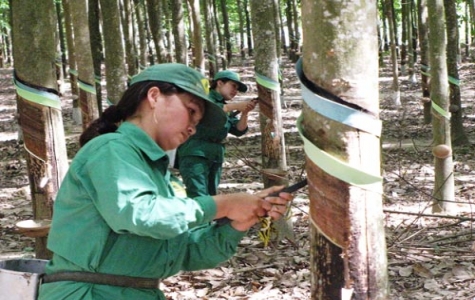 Người trồng cao su tiểu điền:  Bước vào mùa khai thác mới với nhiều nỗi âu lo!