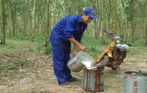 Đảng bộ Nông trường Cao su Long Nguyên: Phát triển Đảng trong thanh niên công nhân